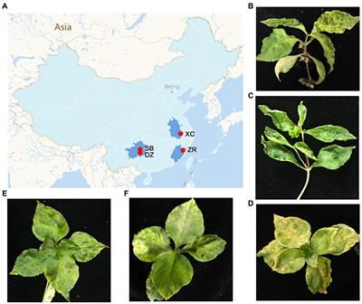 Virome of Pseudostellaria heterophylla: Identification and characterization of three novel carlaviruses and one novel amalgavirus associated with viral diseases of Pseudostellaria heterophylla